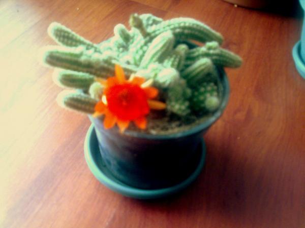 Name:  Grnt044-1.jpg
Views: 2957
Size:  26.0 KB