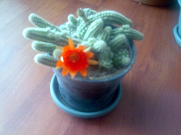Name:  Grnt044.jpg
Views: 3054
Size:  24.1 KB