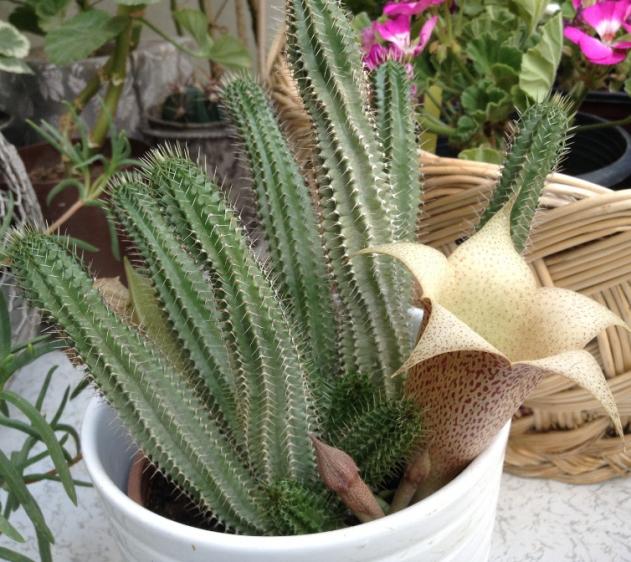 Name:  Tavaresia barklyi.jpg
Views: 2582
Size:  70.7 KB