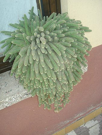 Name:  DSC02542.jpg
Views: 2187
Size:  48.5 KB