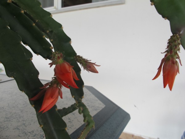 Name:  IMG_3150 (600 x 450).jpg
Views: 1284
Size:  40.1 KB