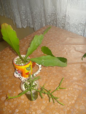 Name:  DSC03827.jpg
Views: 1166
Size:  50.6 KB