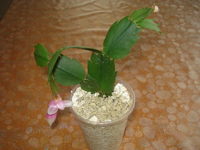 Name:  DSC04095.jpg
Views: 2285
Size:  64.9 KB