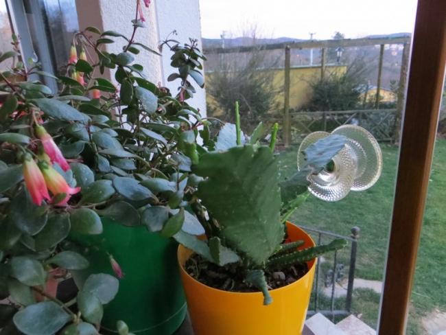 Name:  Z elii ve iekler 043.jpg
Views: 992
Size:  51.1 KB