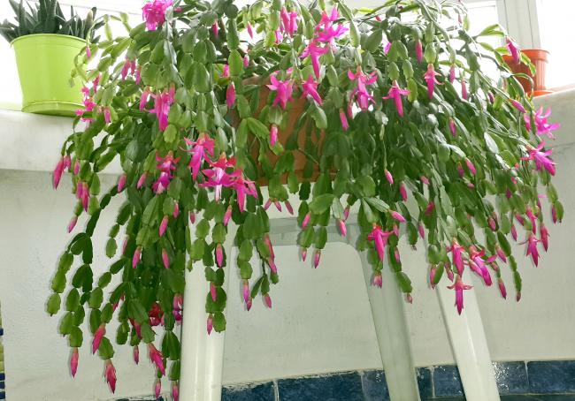 Name:  yilbasiii04.jpg
Views: 1434
Size:  65.5 KB