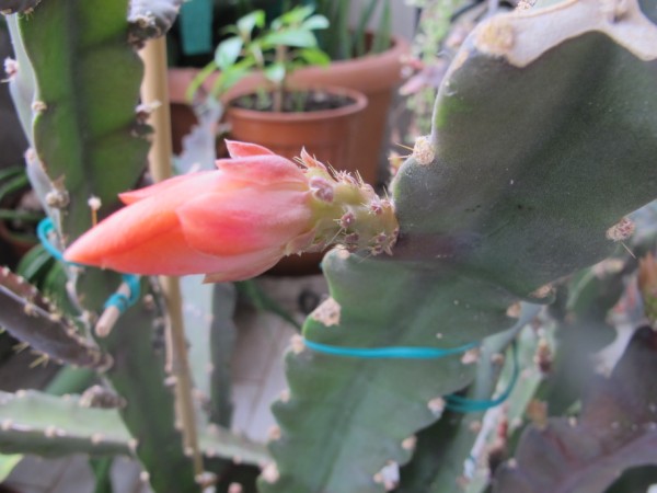 Name:  IMG_3817 (600 x 450).jpg
Views: 1301
Size:  52.1 KB