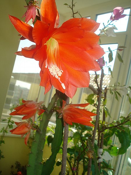 Name:  DSC04825.jpg
Views: 1404
Size:  61.1 KB