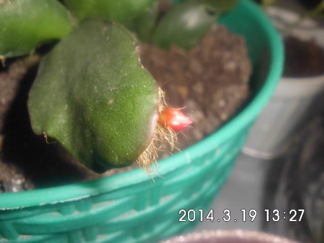 Name:  CIMG5382.jpg
Views: 1594
Size:  30.2 KB