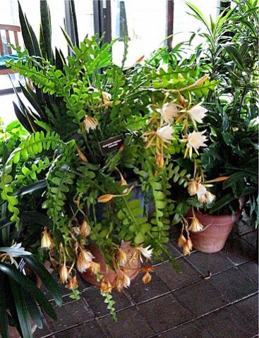 Name:  maryanton_003.jpg
Views: 1911
Size:  51.9 KB