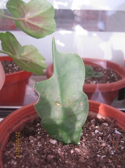 Name:  epiphyllum atlantis.jpg
Views: 1258
Size:  31.5 KB