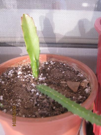 Name:  epiphyllum chi chi castenango.jpg
Views: 1267
Size:  41.6 KB