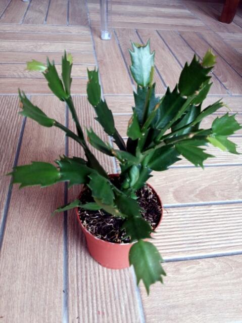 Name:  Schlumbergera.jpg
Views: 1314
Size:  50.3 KB