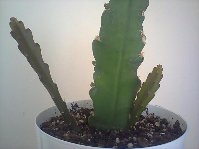 Name:  Epiphyllum hybridum (Atlas) srgnleri-8.jpg
Views: 1247
Size:  26.2 KB