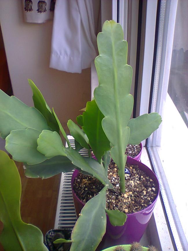 Name:  Epiphyllum curio-11.jpg
Views: 1183
Size:  67.5 KB