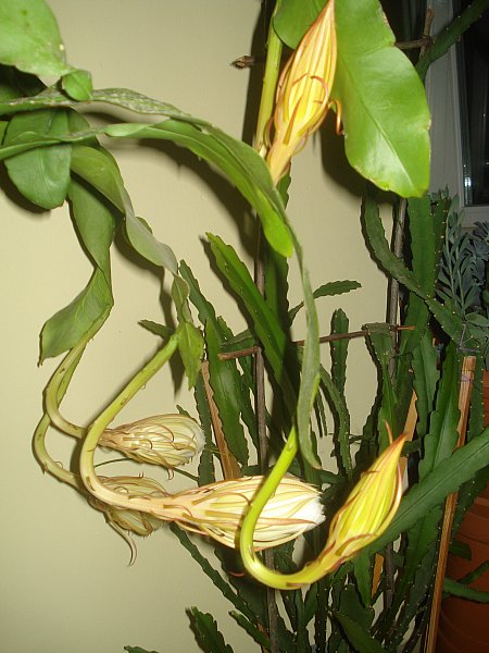 Name:  DSC07010.jpg
Views: 502
Size:  65.5 KB