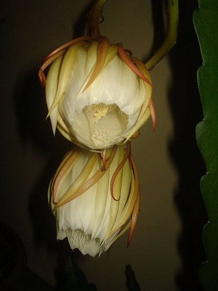 Name:  DSC07008.jpg
Views: 466
Size:  33.0 KB