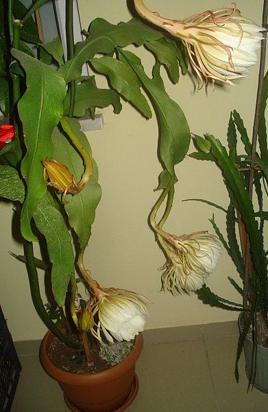Name:  DSC07037.jpg
Views: 492
Size:  55.8 KB