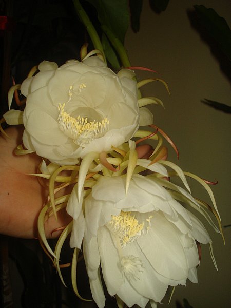 Name:  DSC07035.jpg
Views: 441
Size:  41.5 KB