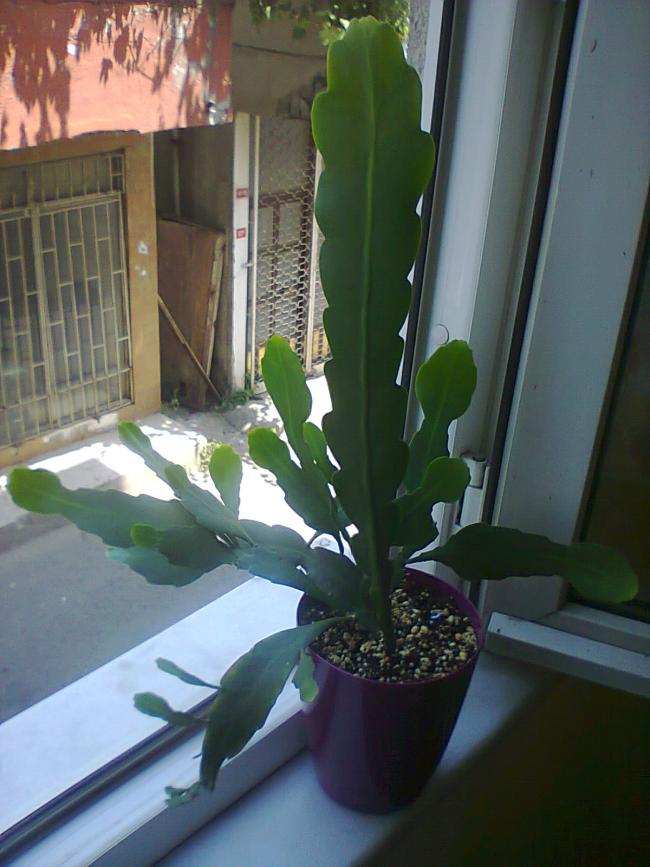 Name:  Epiphyllum curio-5.jpg
Views: 1417
Size:  64.9 KB