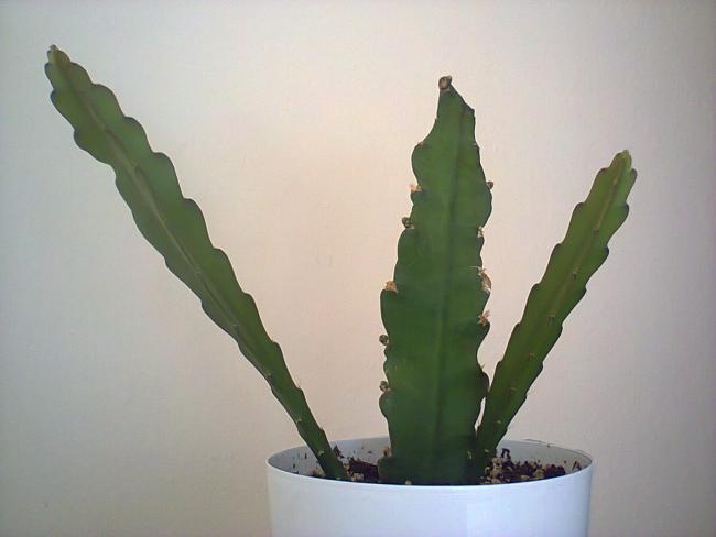Name:  Epiphyllum hybridum (Atlas) srgnleri-7.jpg
Views: 1401
Size:  23.0 KB