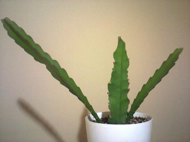 Name:  Epiphyllum hybridum (Atlas) srgnleri-8.jpg
Views: 1629
Size:  27.6 KB