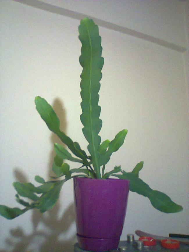 Name:  Epiphyllum curio-7.jpg
Views: 1568
Size:  55.3 KB