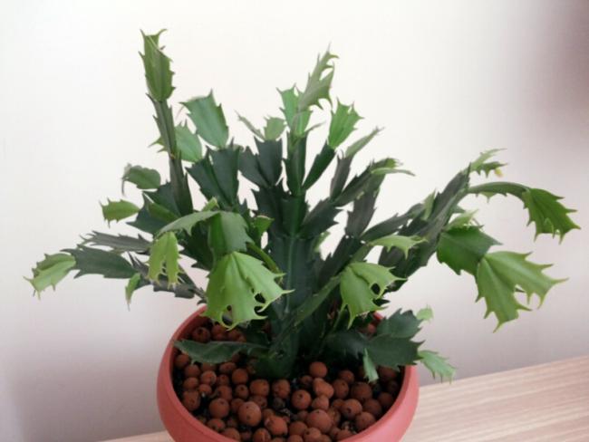 Name:  Visible growth in schlumbergera.jpg
Views: 4326
Size:  32.9 KB