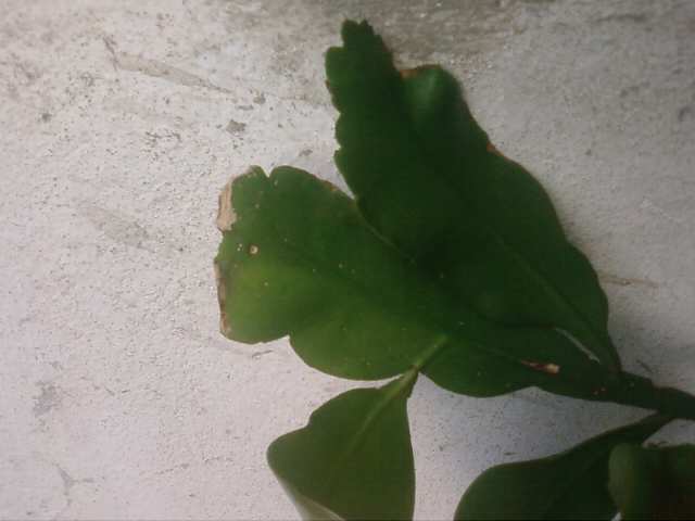 Name:  Fotoraf3273.jpg
Views: 1086
Size:  22.5 KB