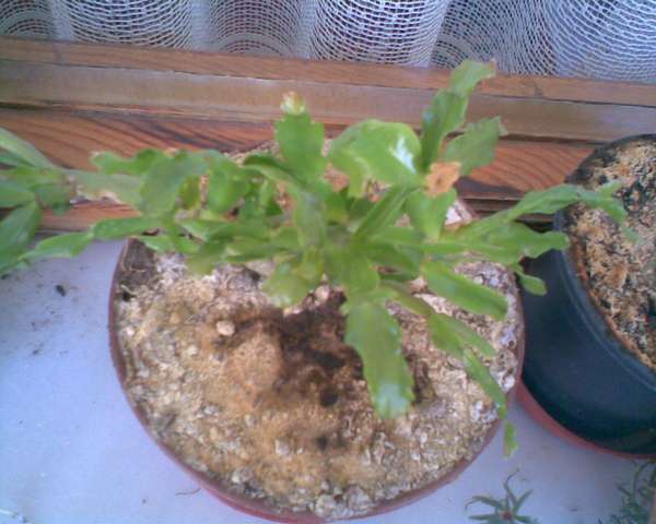 Name:  Image00004.jpg
Views: 2896
Size:  39.6 KB