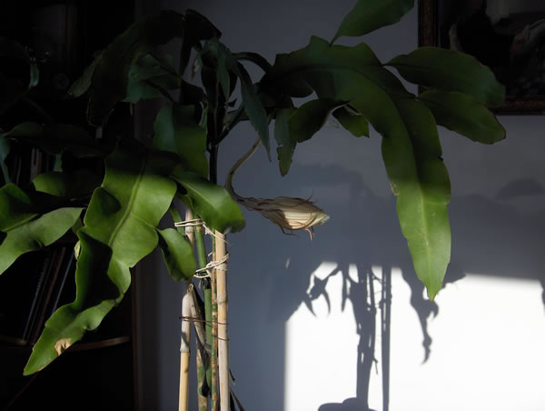 Name:  cereus.jpg
Views: 8398
Size:  33.2 KB