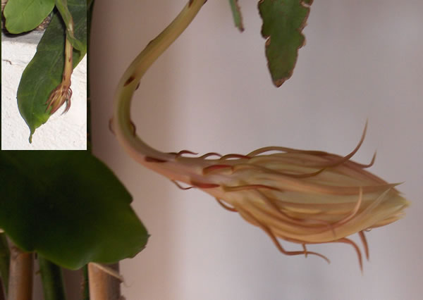 Name:  cereus1.jpg
Views: 8418
Size:  26.8 KB