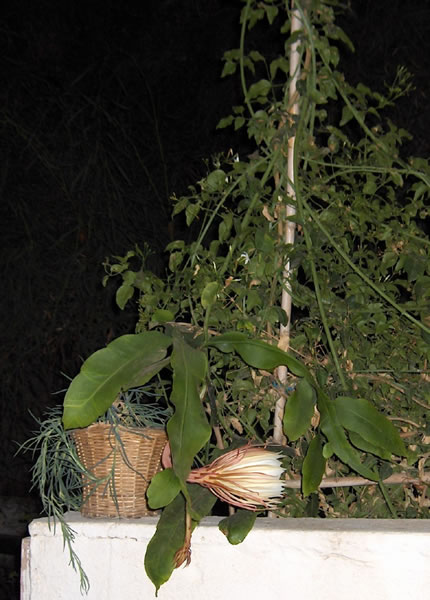 Name:  cereus2.jpg
Views: 9261
Size:  63.2 KB