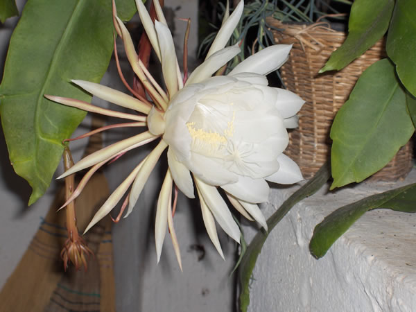 Name:  cereus4.jpg
Views: 10474
Size:  53.0 KB