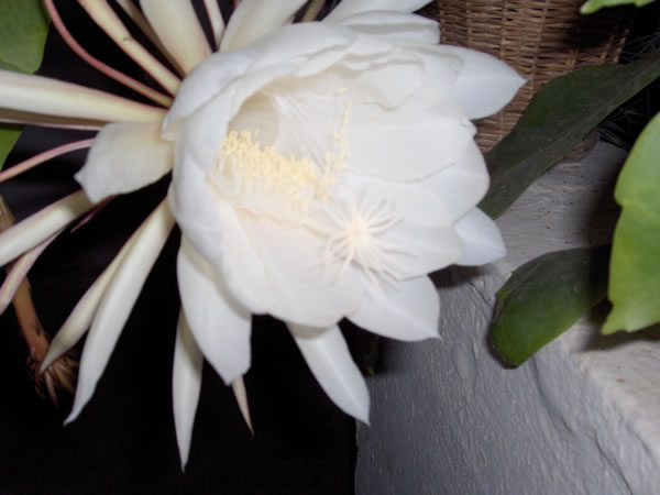 Name:  cereus5.jpg
Views: 7103
Size:  35.7 KB