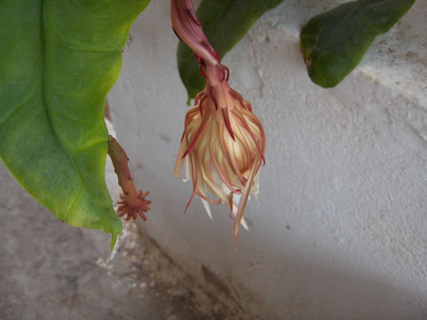 Name:  cereus6.jpg
Views: 6437
Size:  36.7 KB