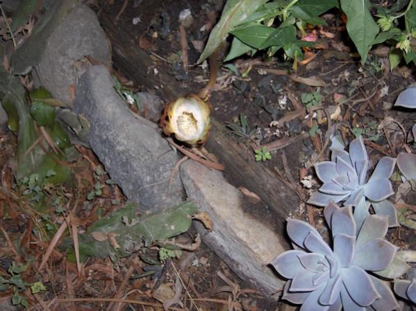 Name:  cereus7.jpg
Views: 4266
Size:  54.3 KB
