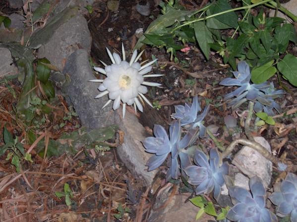 Name:  cereus9.jpg
Views: 4392
Size:  55.9 KB