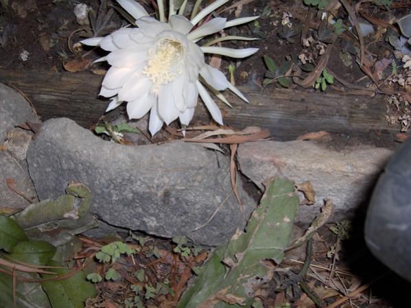 Name:  cereus10.jpg
Views: 4217
Size:  49.4 KB