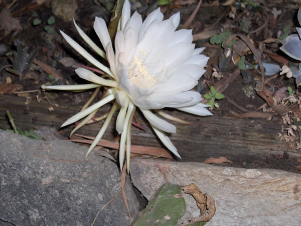 Name:  cereus11.jpg
Views: 4522
Size:  64.0 KB