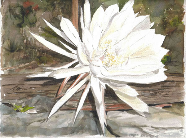 Name:  cereus12.jpg
Views: 4681
Size:  69.0 KB
