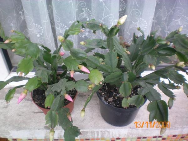 Name:  000_0001.jpg
Views: 3297
Size:  42.6 KB