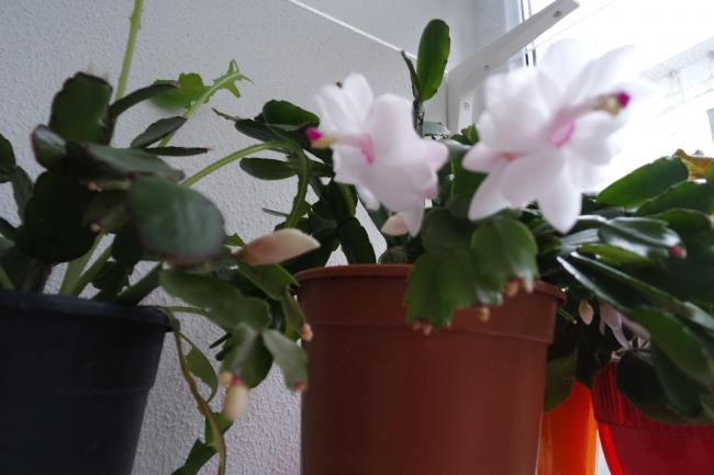Name:  2014-11-25 12.35.37.jpg
Views: 2562
Size:  31.7 KB