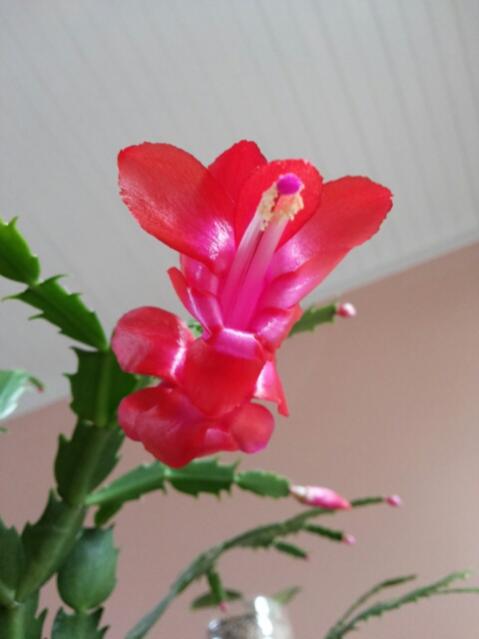 Name:  Schlumbergera sp..jpg
Views: 1118
Size:  23.3 KB