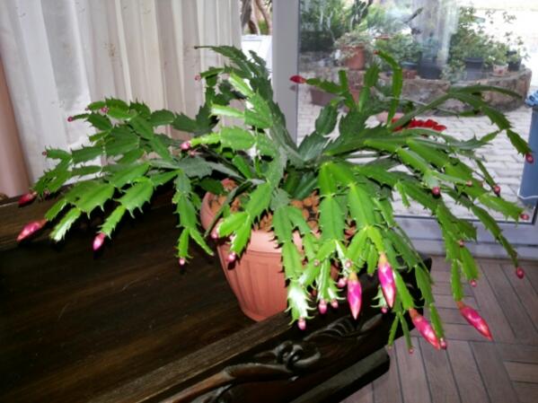 Name:  Schlumbergera flower buds.jpg
Views: 1245
Size:  46.0 KB