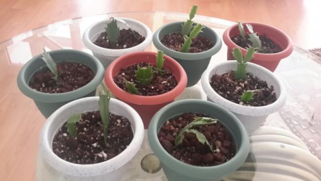 Name:  Schlumbergera cuttings in small pots.jpg
Views: 1071
Size:  32.0 KB