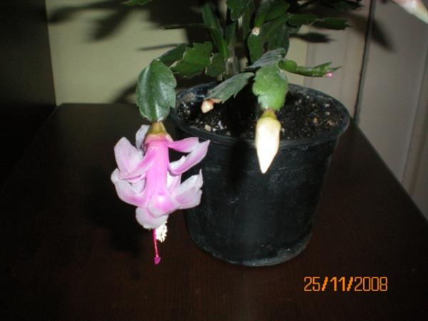 Name:  000_0003.jpg
Views: 3092
Size:  25.2 KB