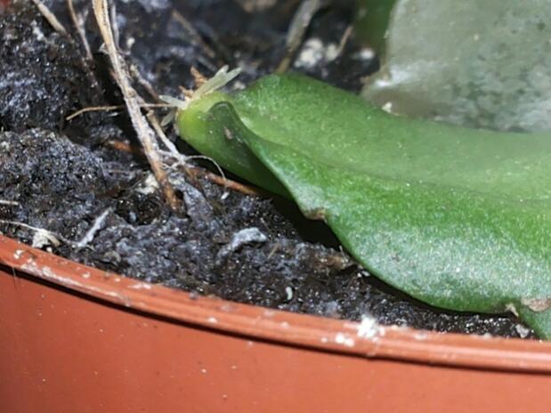 Name:  Rhipsalidopsis rooting from leaf.jpg
Views: 904
Size:  45.7 KB