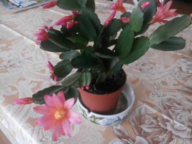 Name:  Rhipsalidopsis rosea.jpg
Views: 919
Size:  39.2 KB