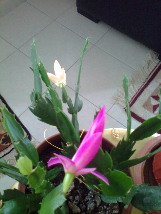 Name:  Fotoraf1977.jpg
Views: 990
Size:  63.8 KB