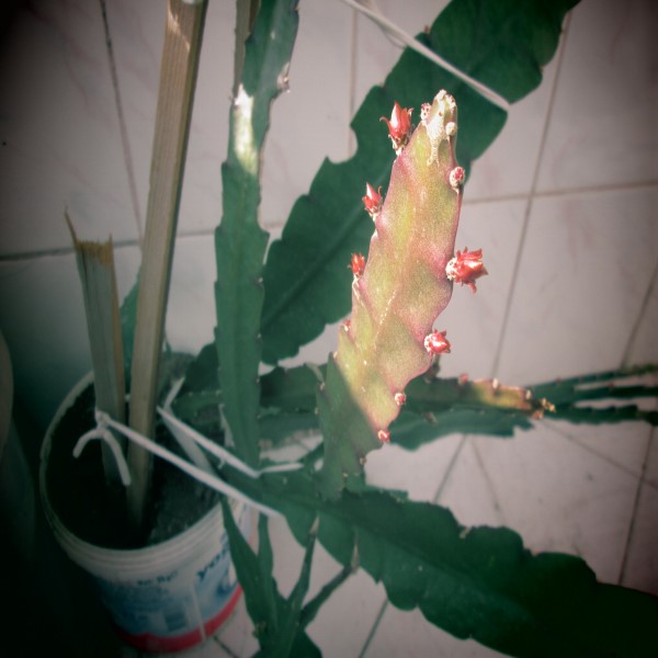 Name:  12.jpg
Views: 759
Size:  54.3 KB